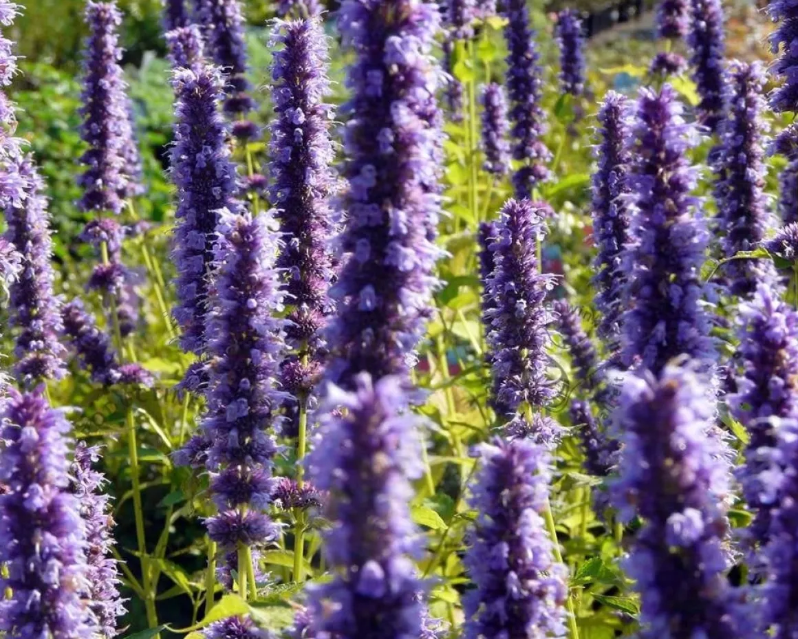 Agastache 'Black Adder'