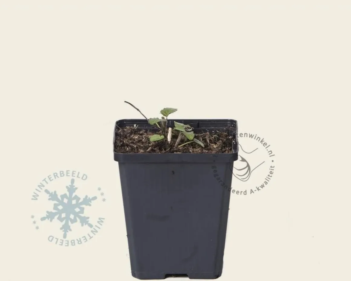 Agastache 'Black Adder'