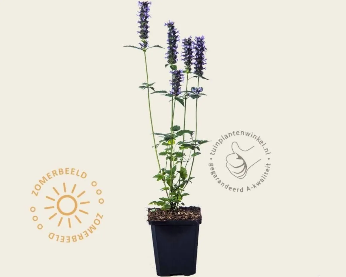 Agastache 'Black Adder'