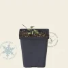 Agastache 'Blue Fortune'