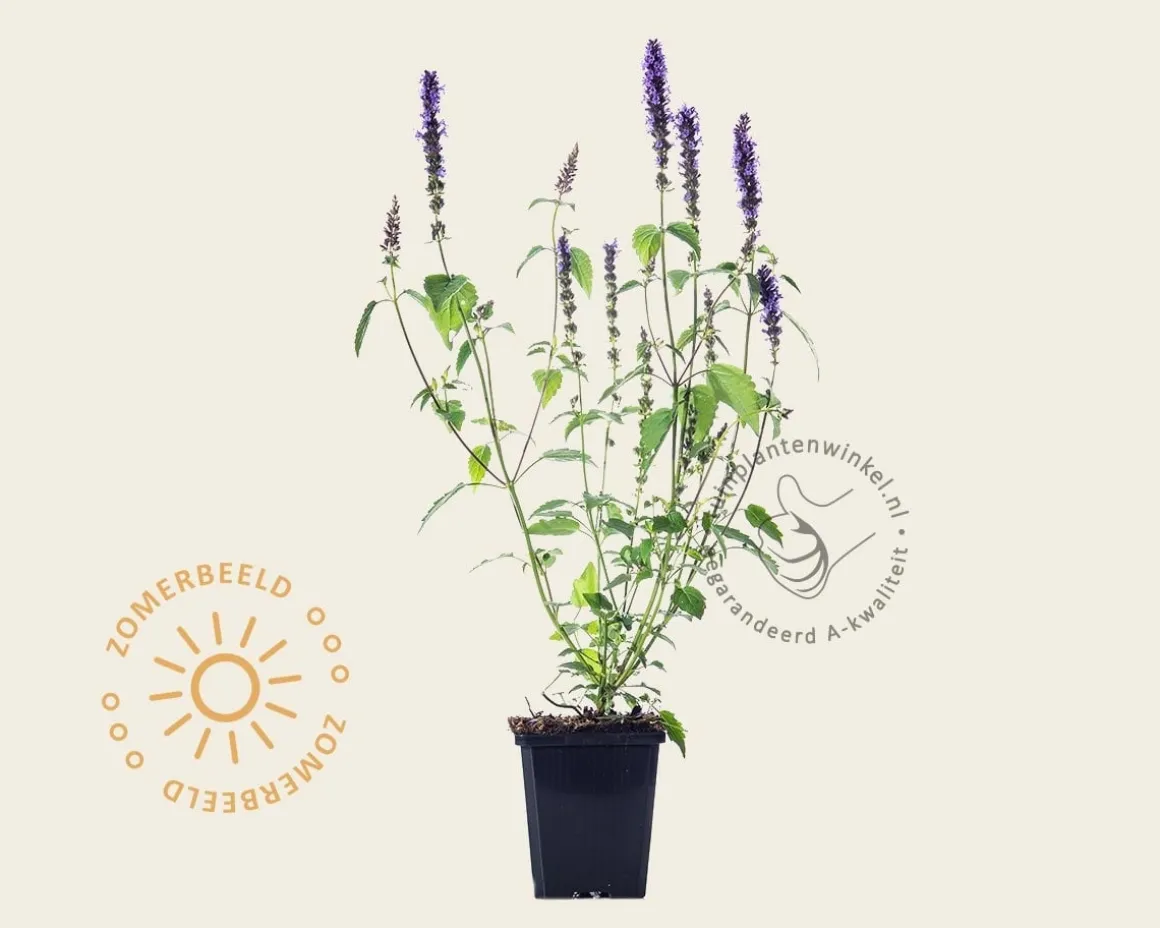 Agastache 'Little Adder'