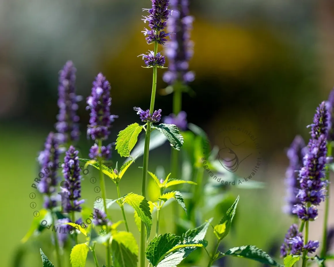 Agastache 'Little Adder'