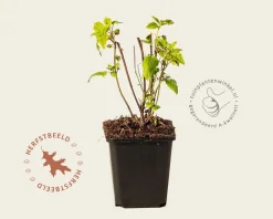 Agastache mexicana 'Red Fortune'