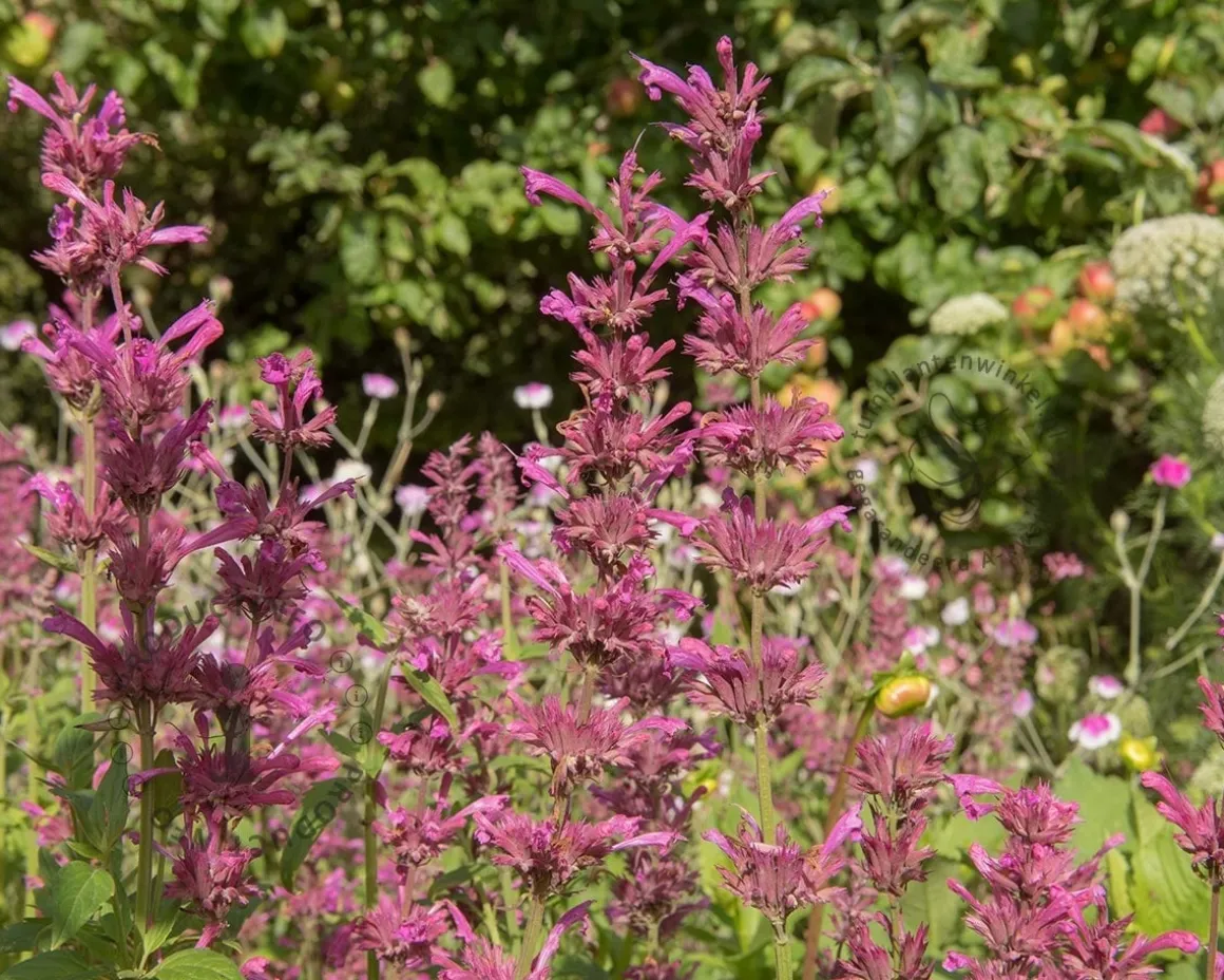 Agastache mexicana 'Red Fortune'