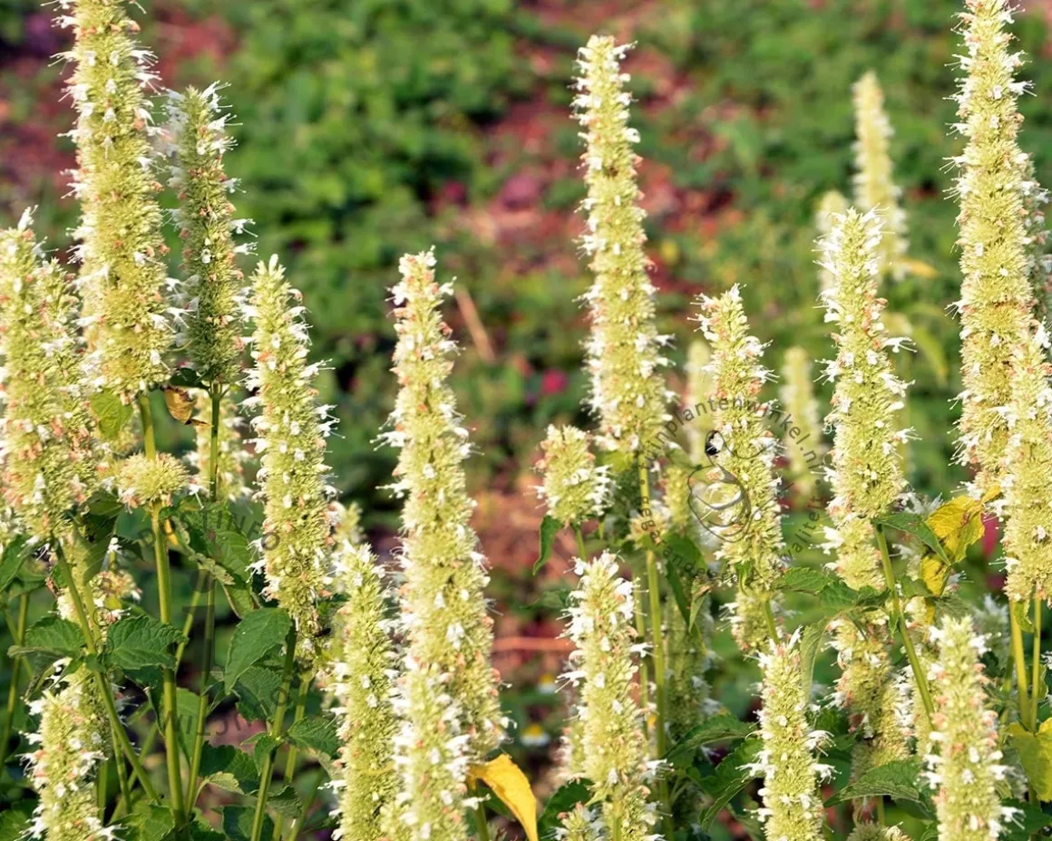 Agastache rugosa 'Alabaster'