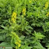 Agrimonia eupatoria