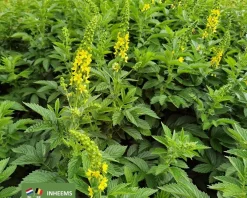 Agrimonia eupatoria