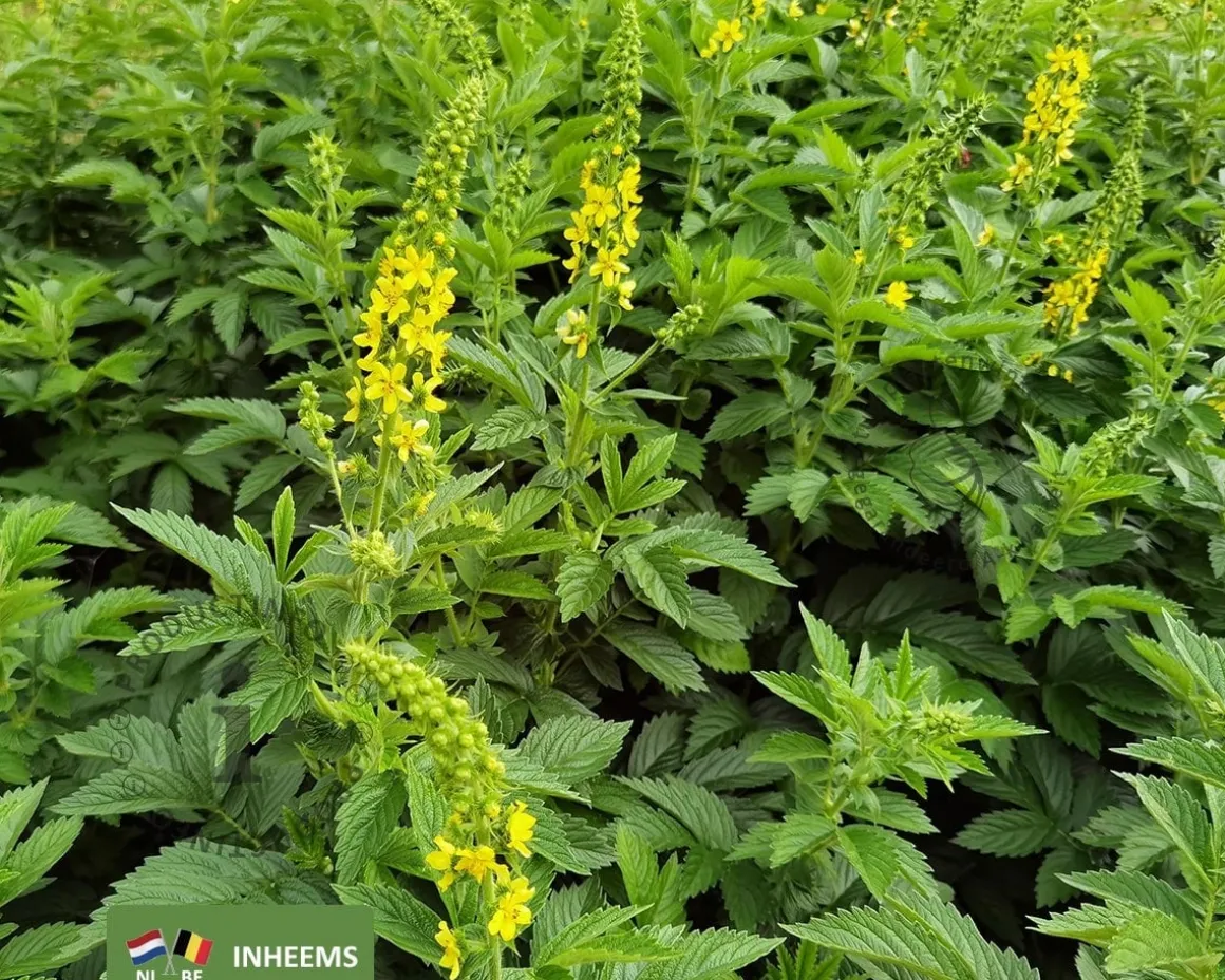 Agrimonia eupatoria