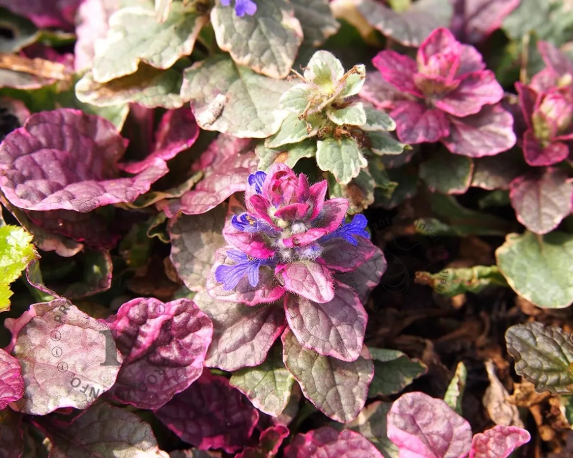 Ajuga reptans 'Burgundy Glow'