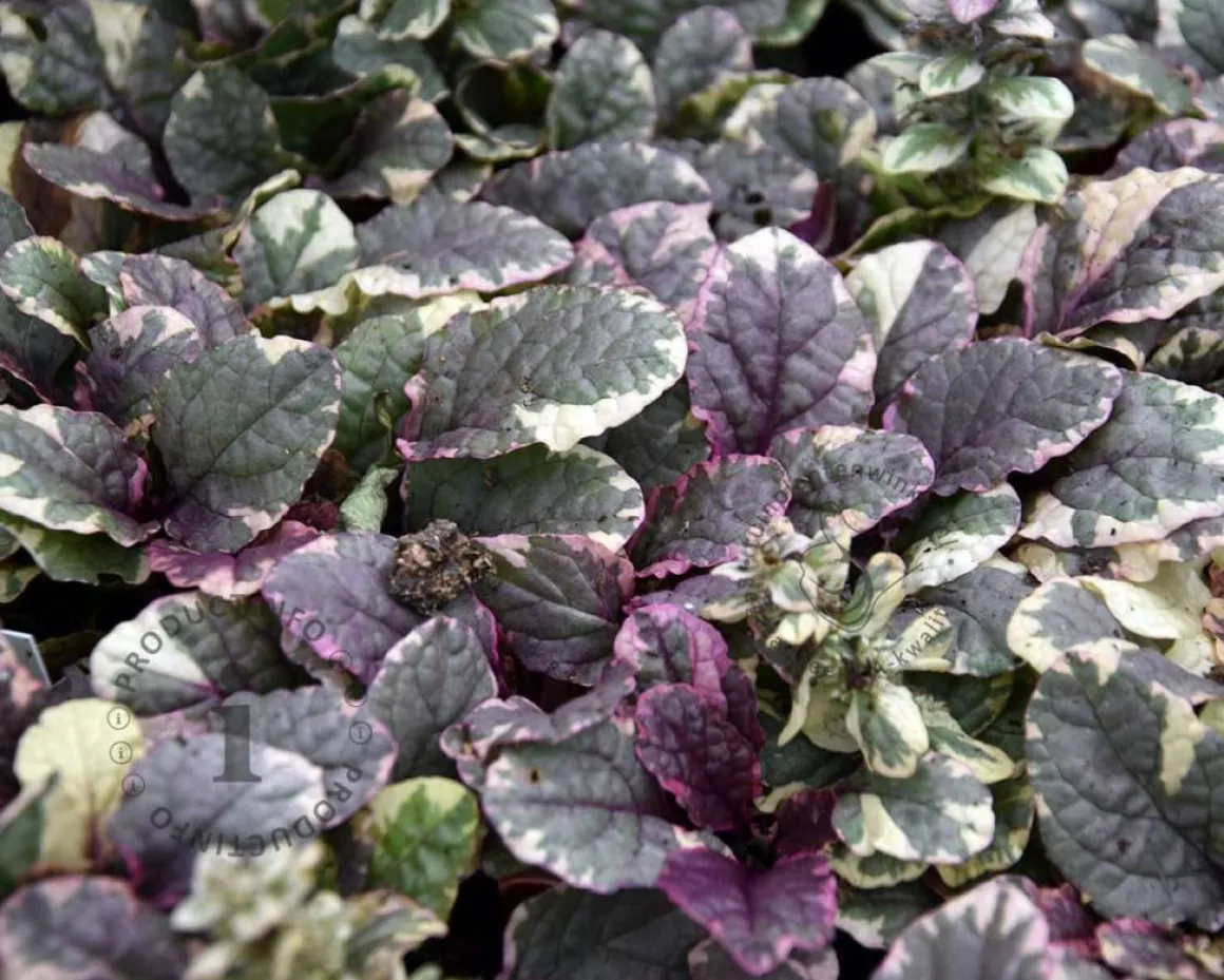 Ajuga reptans 'Burgundy Glow'
