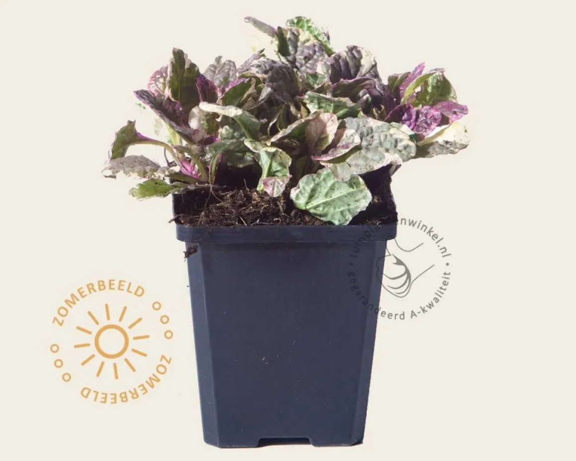 Ajuga reptans 'Burgundy Glow'