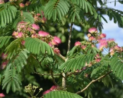 Albizia julibrissin 'Boubri' - meerstammig