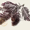 Albizia julibrissin 'Summer Chocolate' - hoogstam