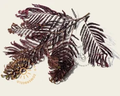 Albizia julibrissin 'Summer Chocolate' - hoogstam