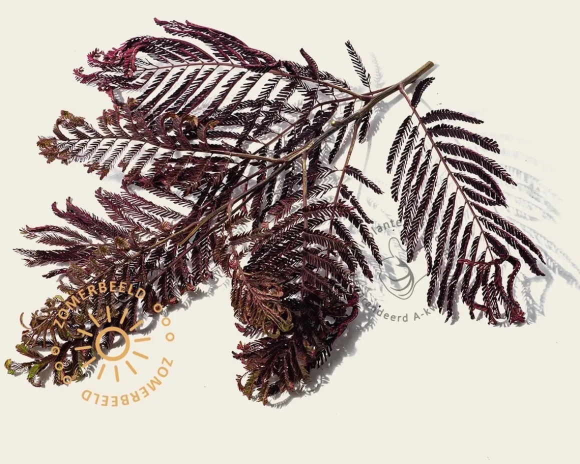 Albizia julibrissin 'Summer Chocolate' - hoogstam