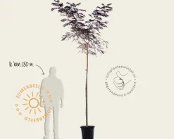 Albizia julibrissin 'Summer Chocolate' - hoogstam