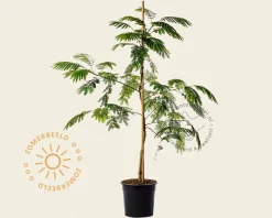 Albizia julibrissin 'Tropical Dream'