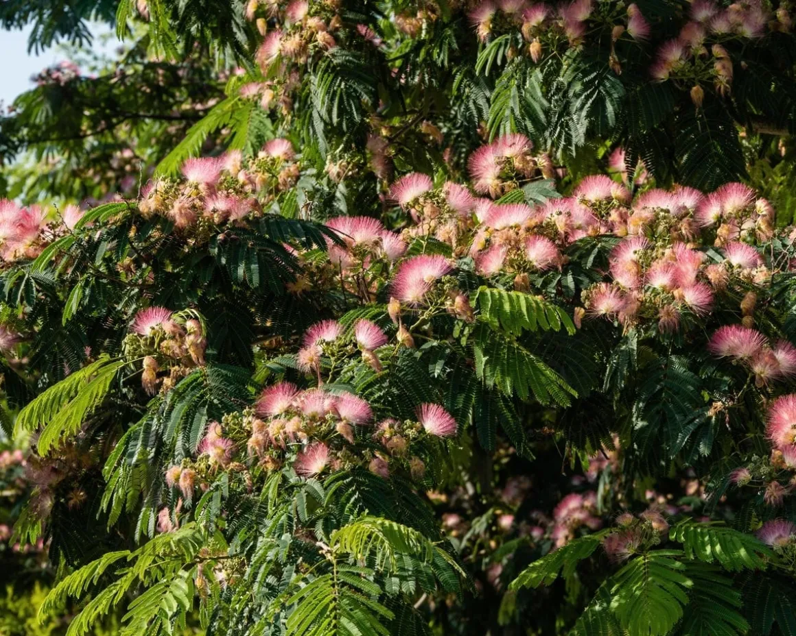 Albizia julibrissin 'Tropical Dream'