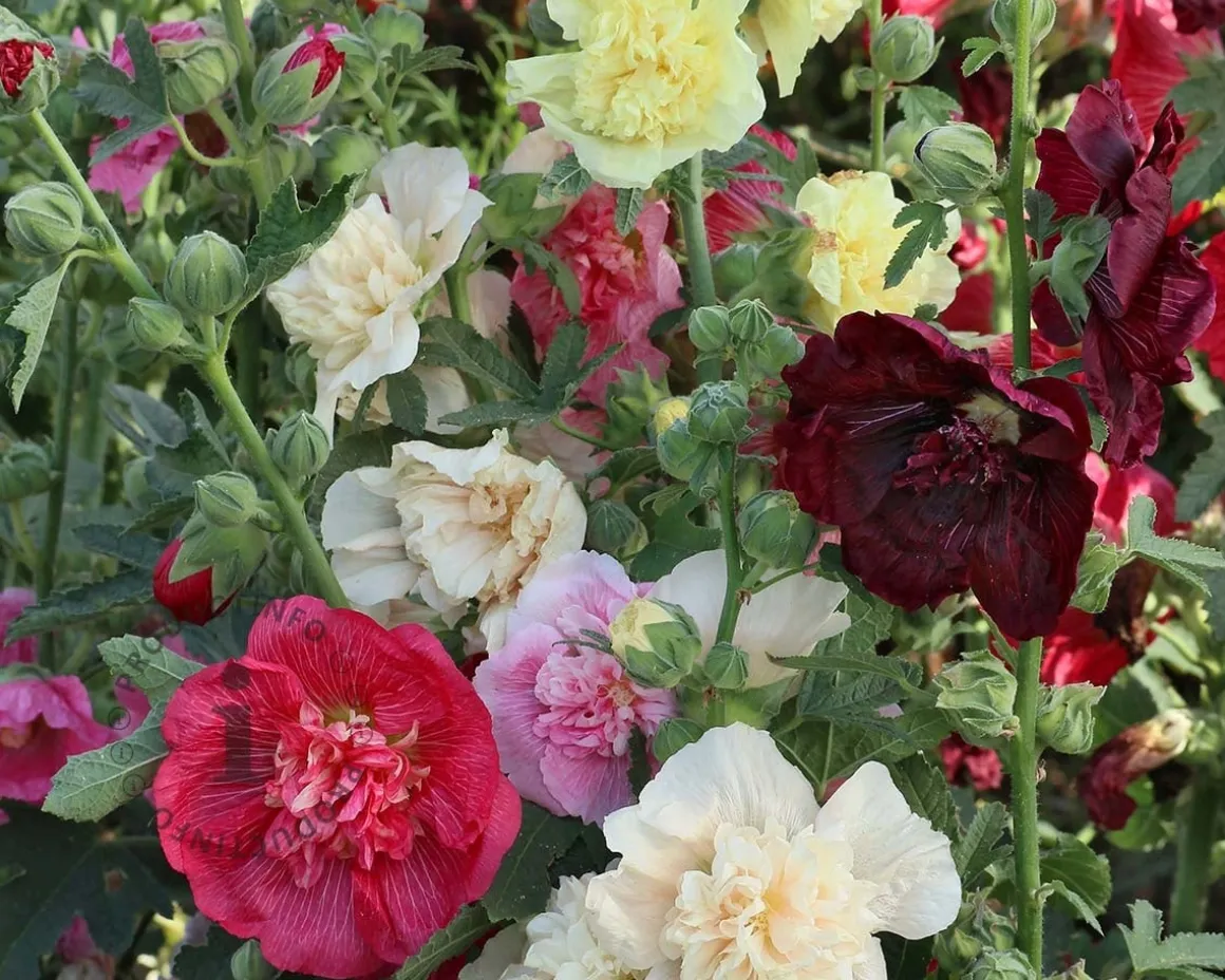 Alcea rosea