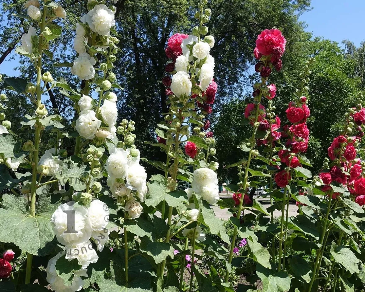 Alcea rosea