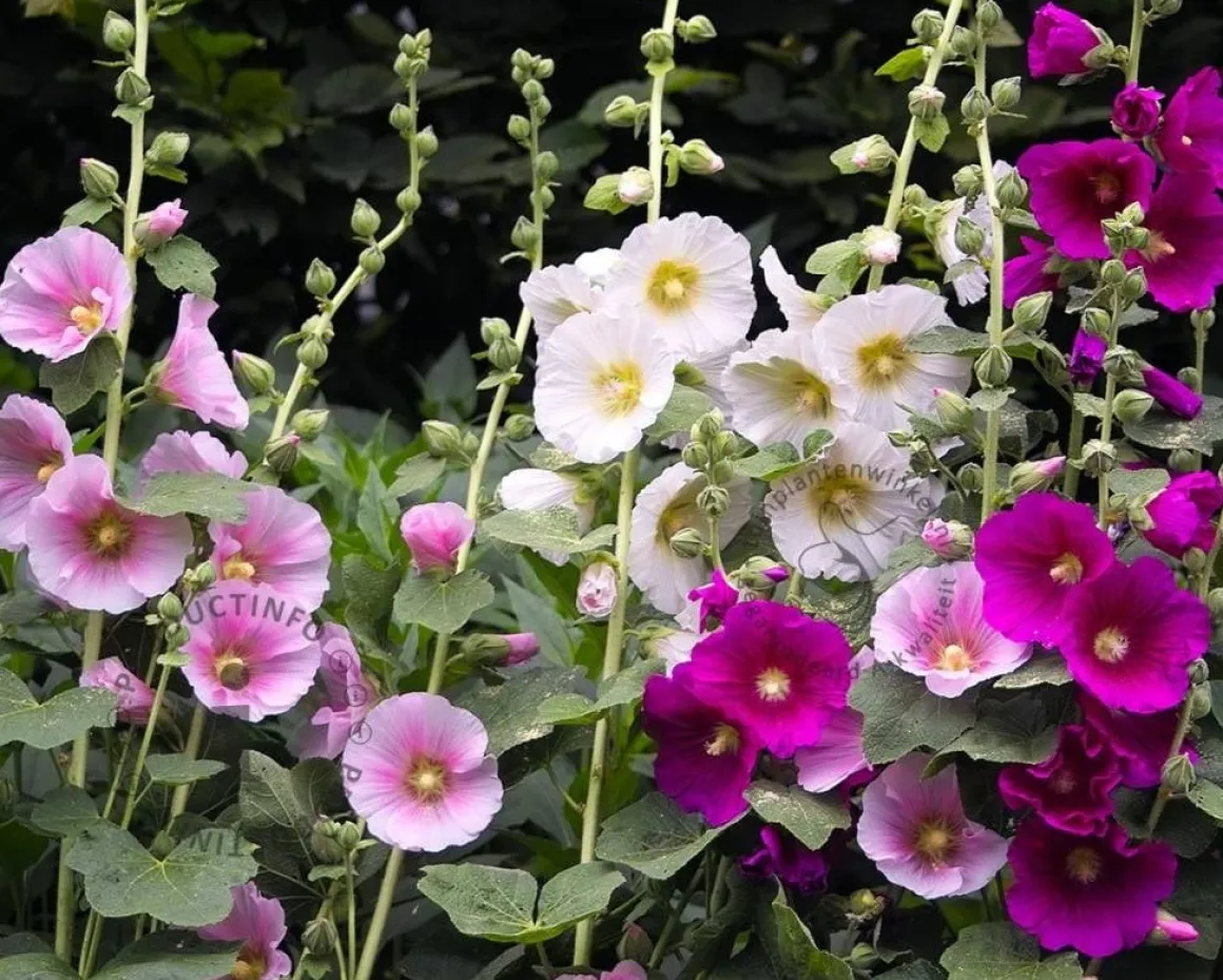Alcea rosea