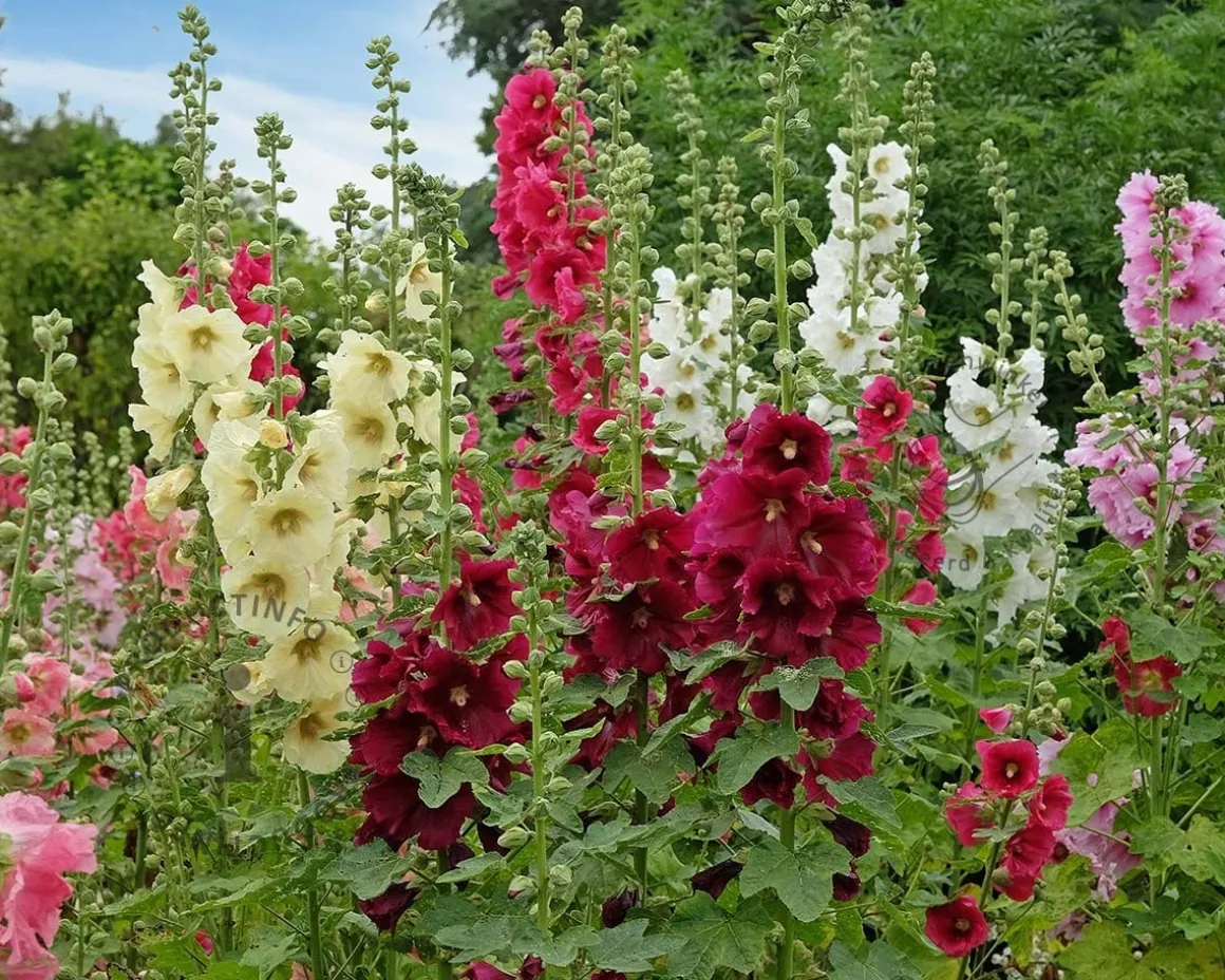 Alcea rosea