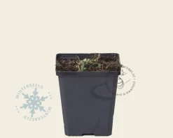 Alchemilla mollis