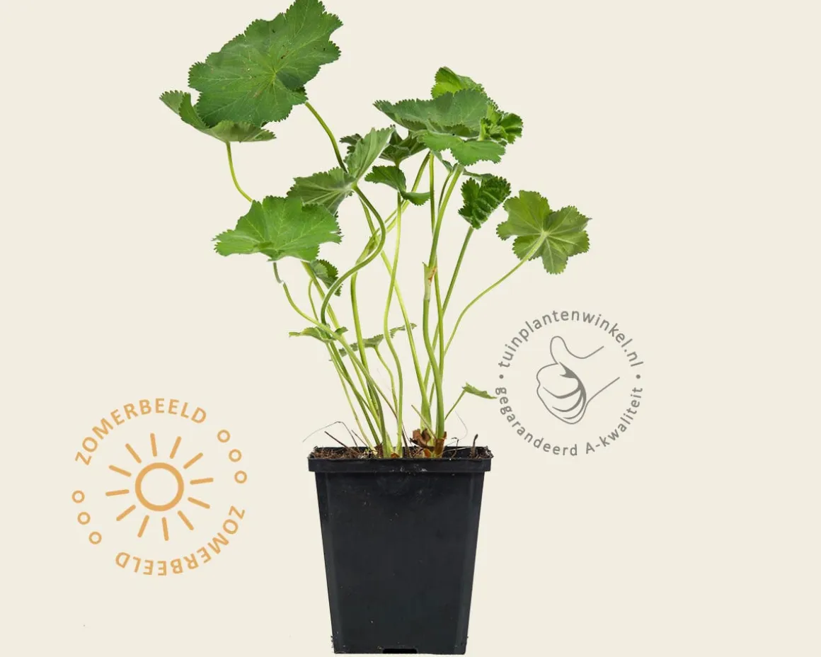 Alchemilla mollis