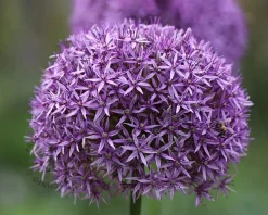 Allium 'Ambassador'