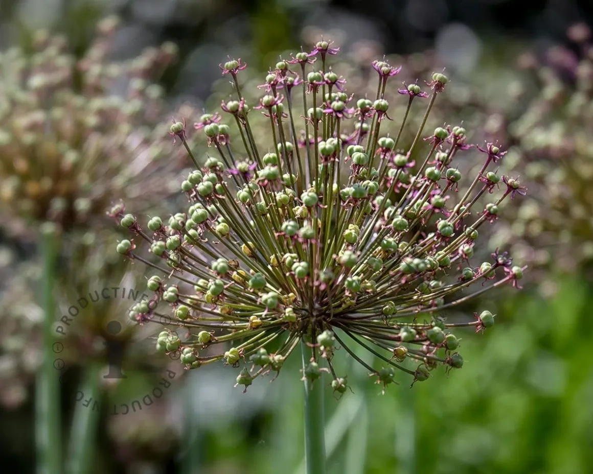Allium atropurpureum