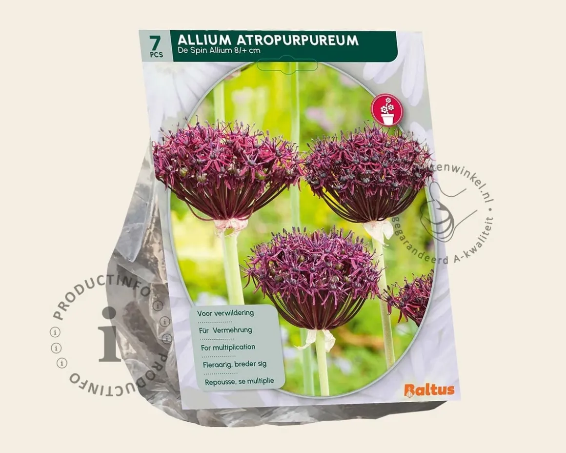 Allium atropurpureum