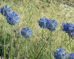 Allium caeruleum (azureum)