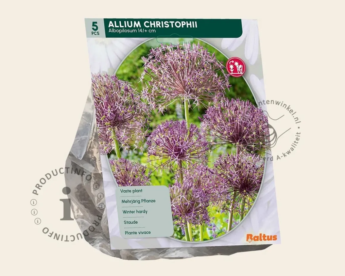 Allium christophii