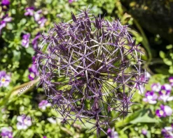 Allium christophii