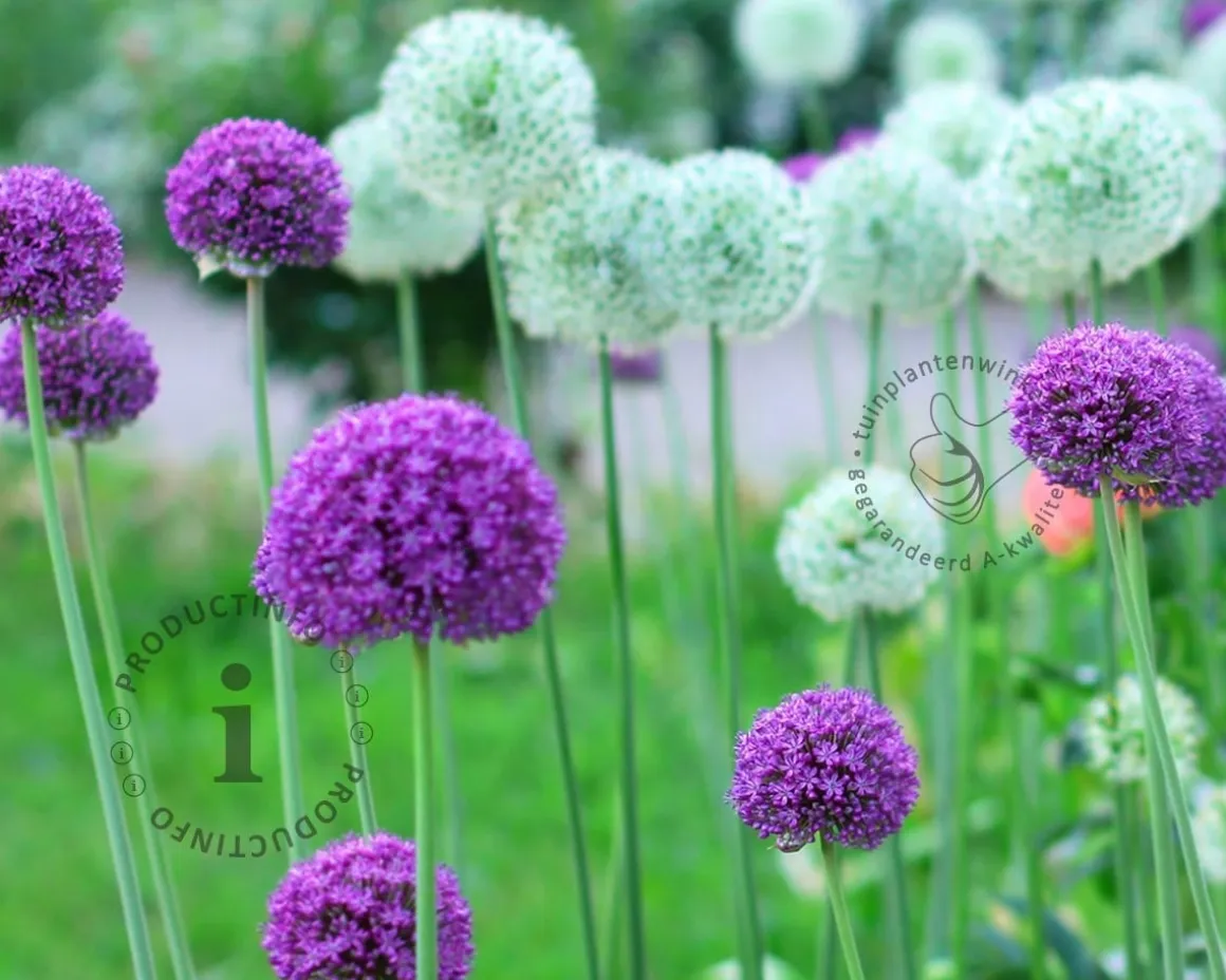 Allium Giant Mix