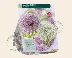 Allium Giant Mix