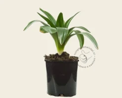 Allium giganteum