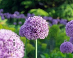 Allium giganteum