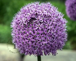 Allium 'Gladiator'