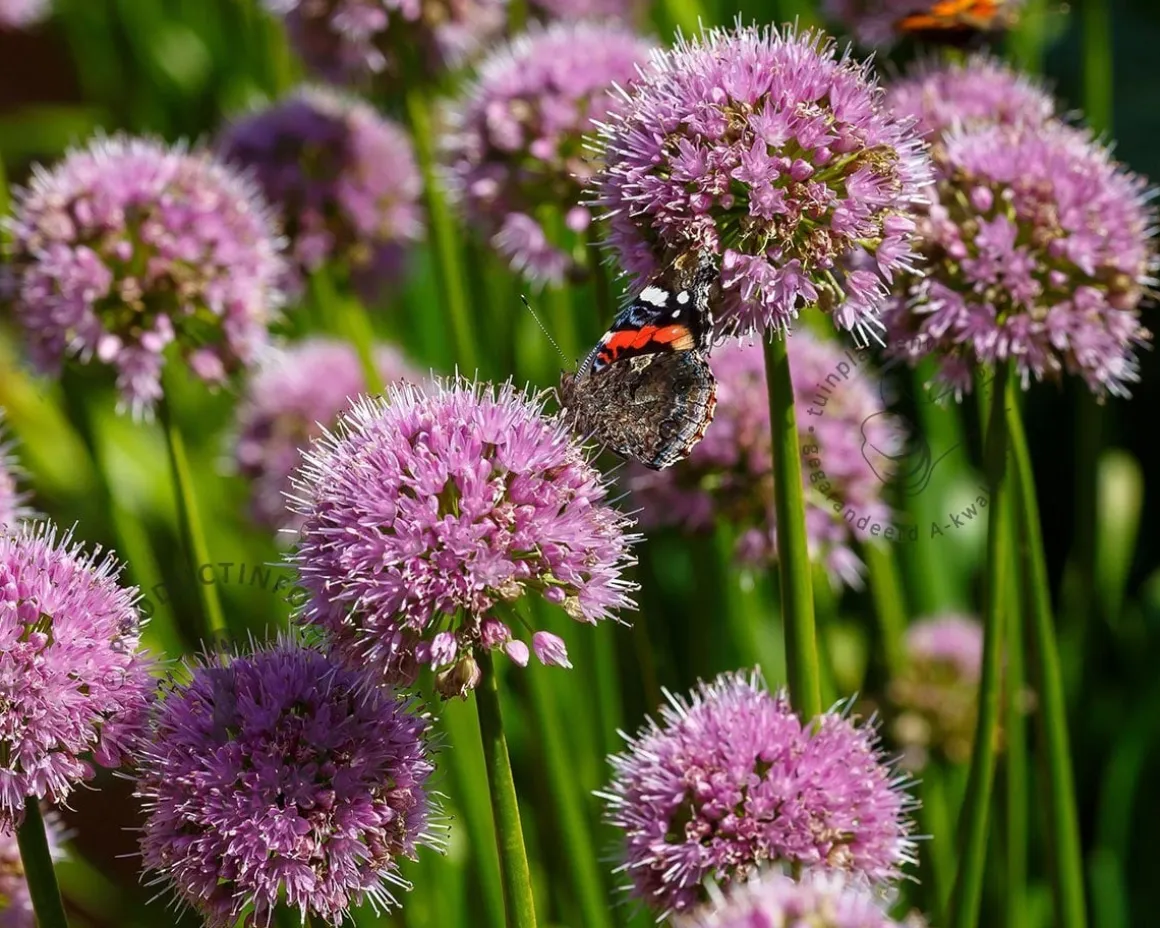 Allium 'Little sapphire'