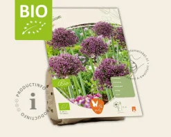 Allium 'Magic' - BIO