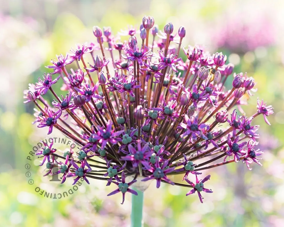 Allium 'Miami'