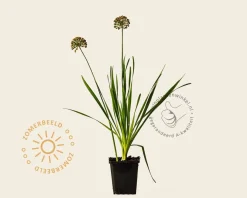 Allium 'Millenium'