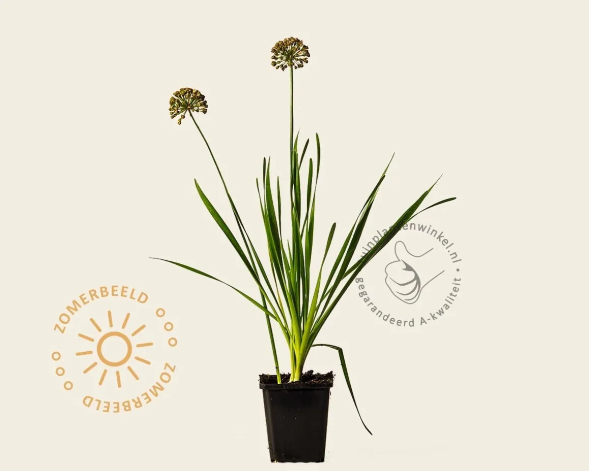 Allium 'Millenium'