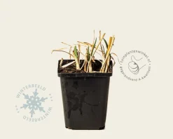 Allium 'Millenium'