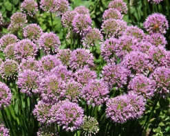 Allium 'Millenium'
