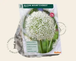 Allium 'Mount Everest'
