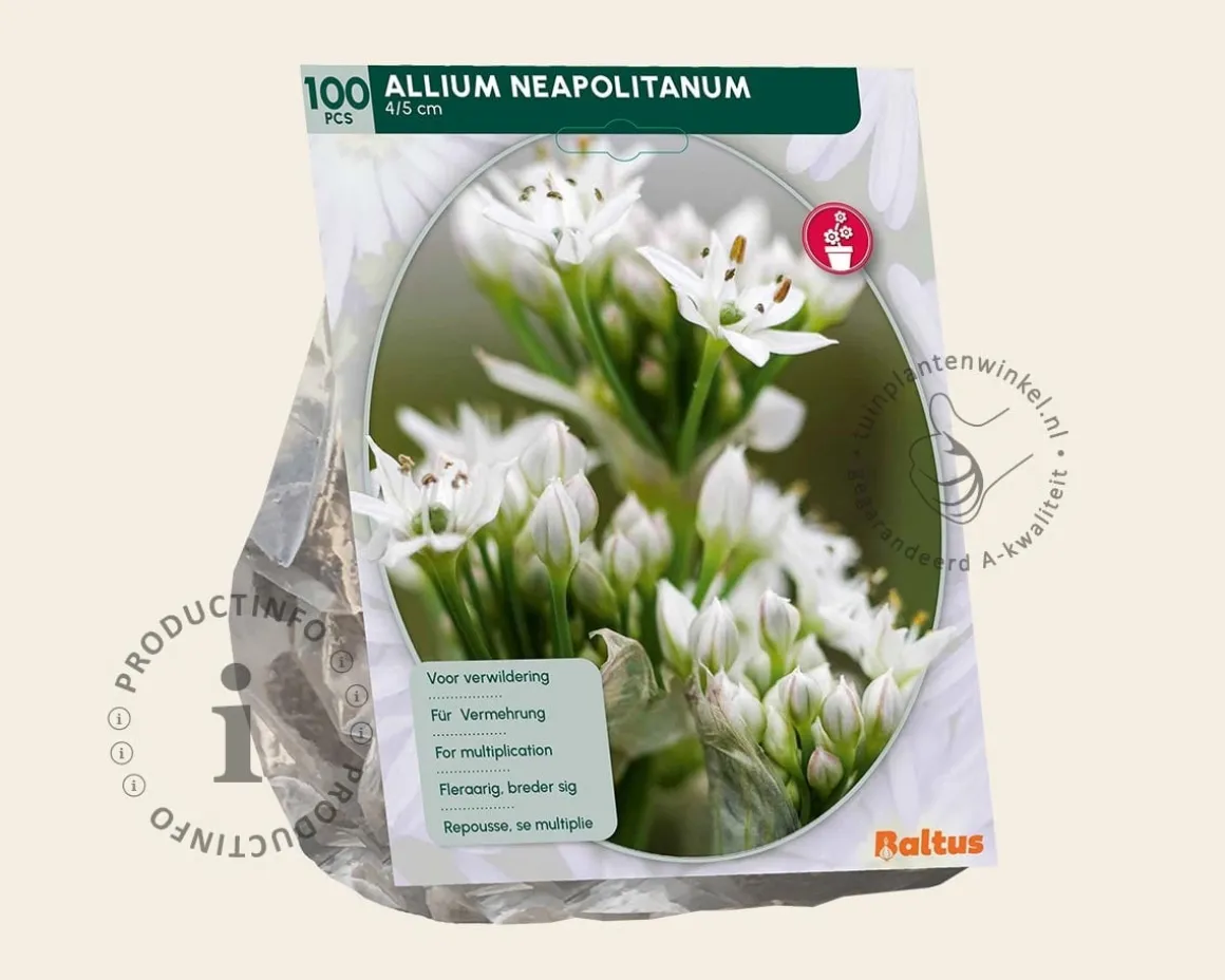 Allium neapolitanum