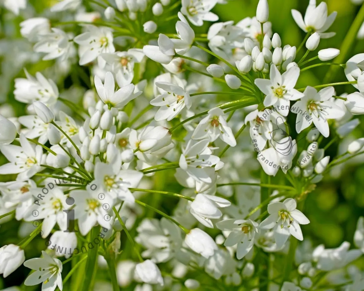 Allium neapolitanum