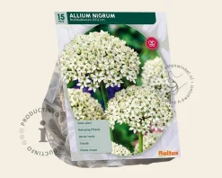 Allium nigrum